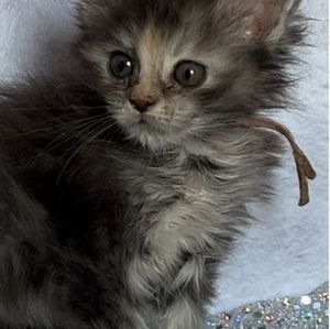 Meet your Posher, Brenda